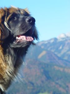 Leoni