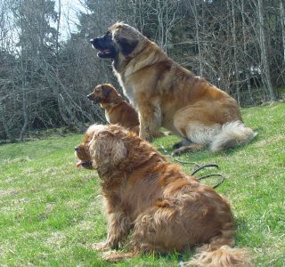 Hundeferie