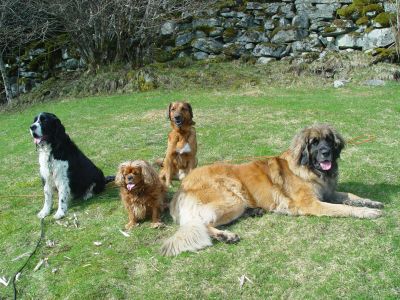 Hundeferie