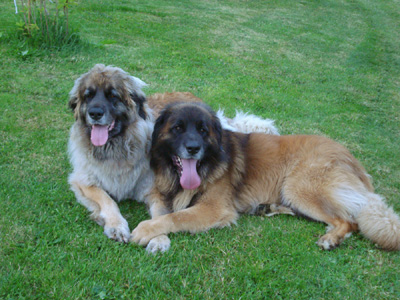 Hundekos