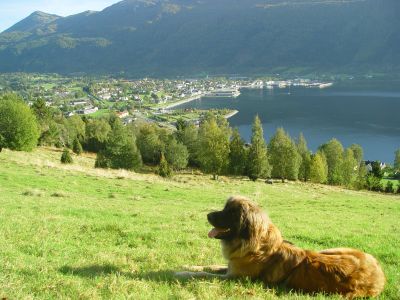 Utsikt over Nordfjordeid