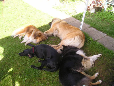 Siesta