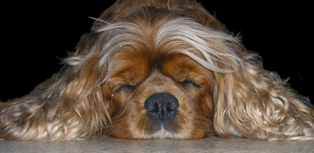 Siesta