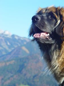 Leoni